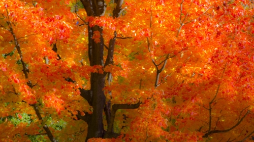 Beautiful Orange Leaves