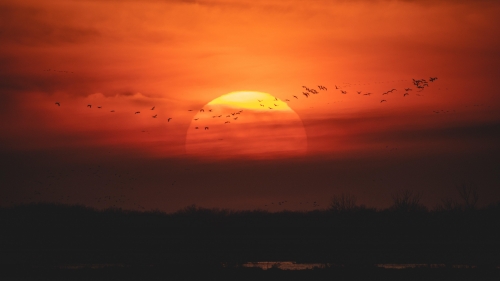 Beautiful Orange Sunset and Birds