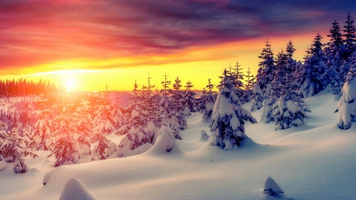 Beautiful Orange Sunset in Snowy Pine Forest