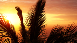 Beautiful Palms Leaves and Sunlight