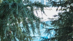 Beautiful Pine Branches and Pure Blue Lake