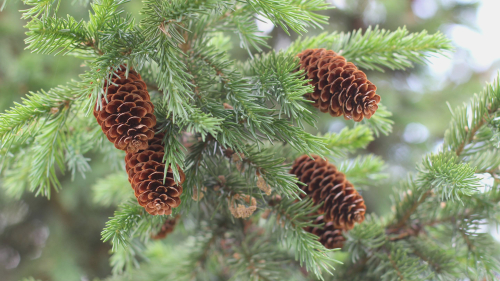 Beautiful Pine Branches Macro Photo