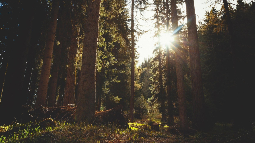 Beautiful Pine Forest and Daylight