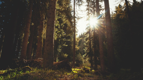 Beautiful Pine Forest and Daylight