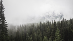 Beautiful Pine Forest and Fog