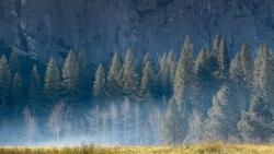 Beautiful Pine Forest and Rocks on Background