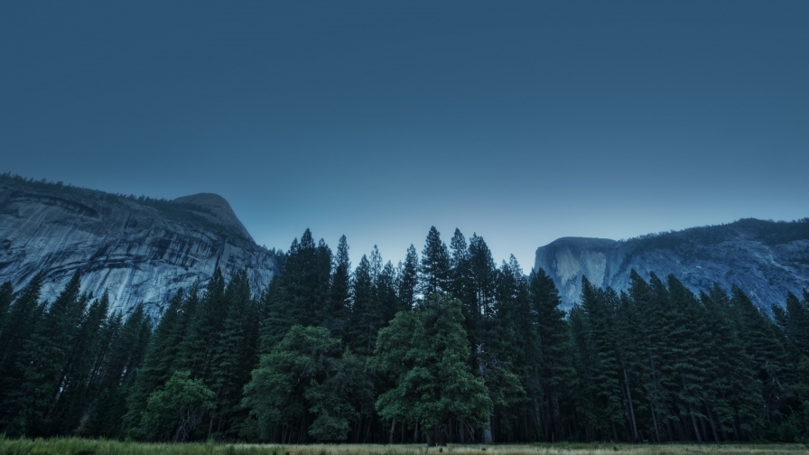 Beautiful Pine Forest and Two Mountains Peaks