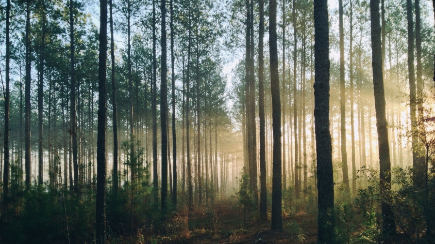 Beautiful Pine Forest and Yellow Sunlight