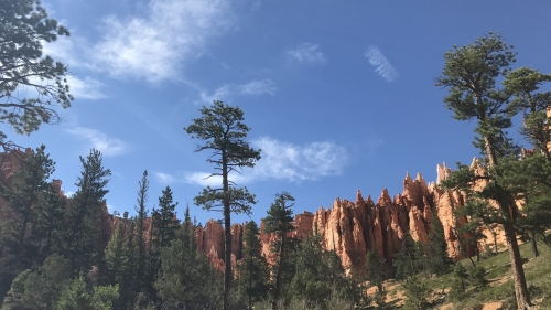 Beautiful Pine Forest in Sunlight and Mountains