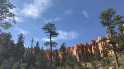 Beautiful Pine Forest in Sunlight and Mountains