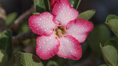 Beautiful Pink Flower and Water Drops