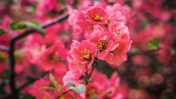 Beautiful Pink Flowers Macro Photo