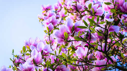 Beautiful Pink Flowers on Branches
