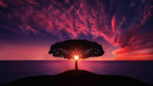 Beautiful Pink Sunset and Single Tree