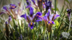 Beautiful Purple Snowdrops Flowers