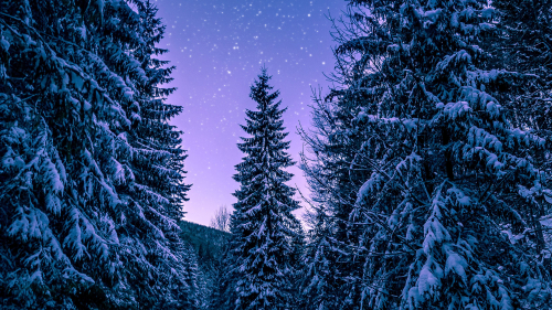 Beautiful Purple Sunset in snowy Pine Forest