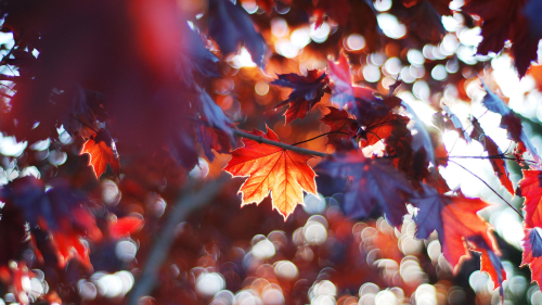 Beautiful Red and Yellow Leaves on Branches