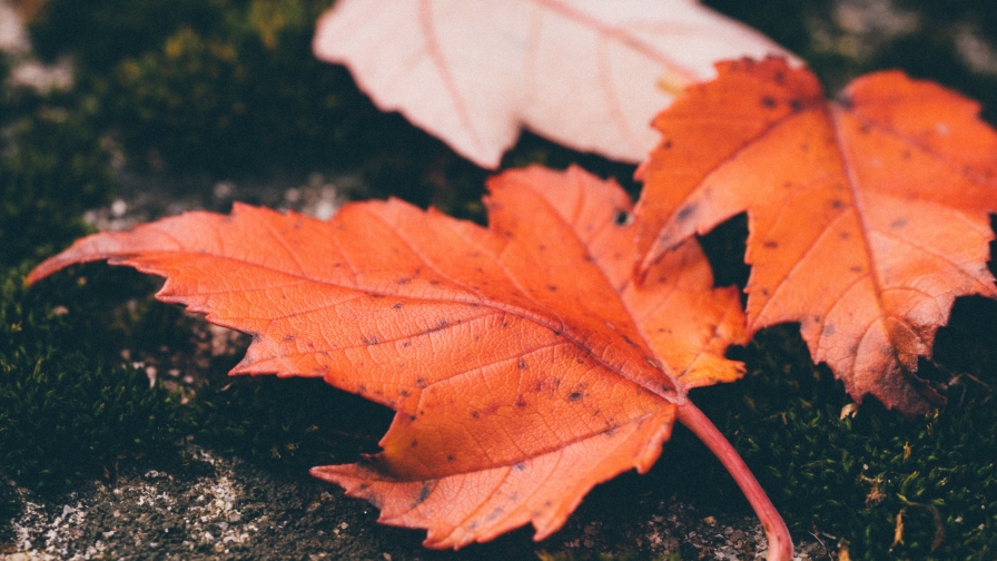 Beautiful Red Leaf on Ground