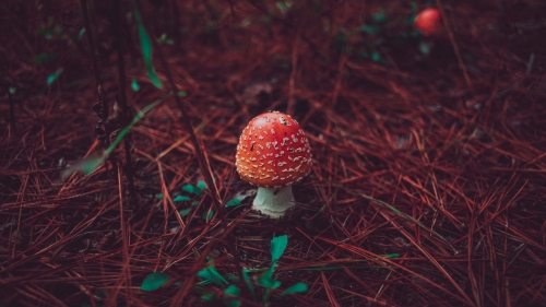 Beautiful Red Mushroom Macro