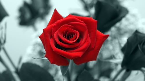 Beautiful Red Rose and Gray Background