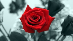 Beautiful Red Rose and Gray Background