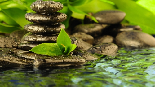 Beautiful Rocks Green Leaves and Water