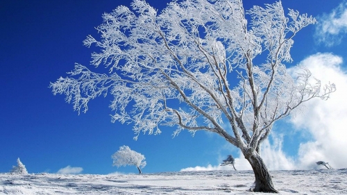 Beautiful Single Frozen Tree