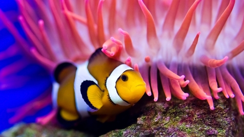 Beautiful Small Yellow Fish Underwater