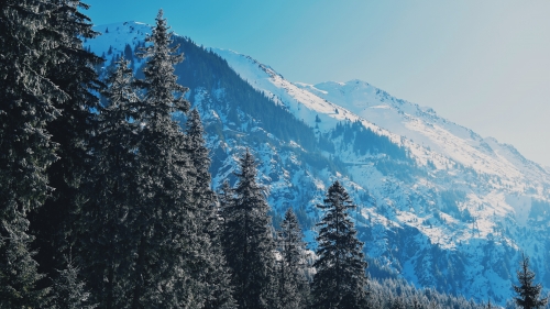 Beautiful Snow Covered Mountains Hills and Pine Forest