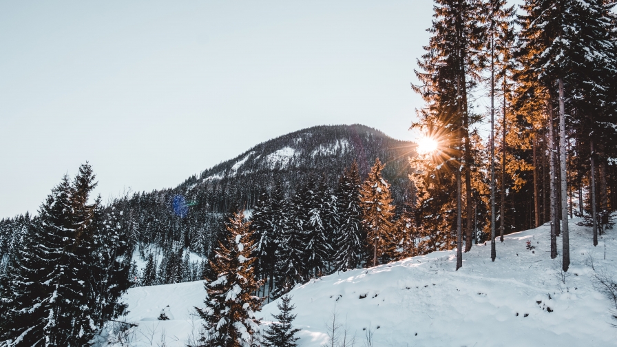 Beautiful Snow Covered Trees in Forest