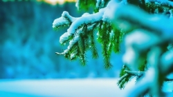 Beautiful Snowed Branches on Pine Tree