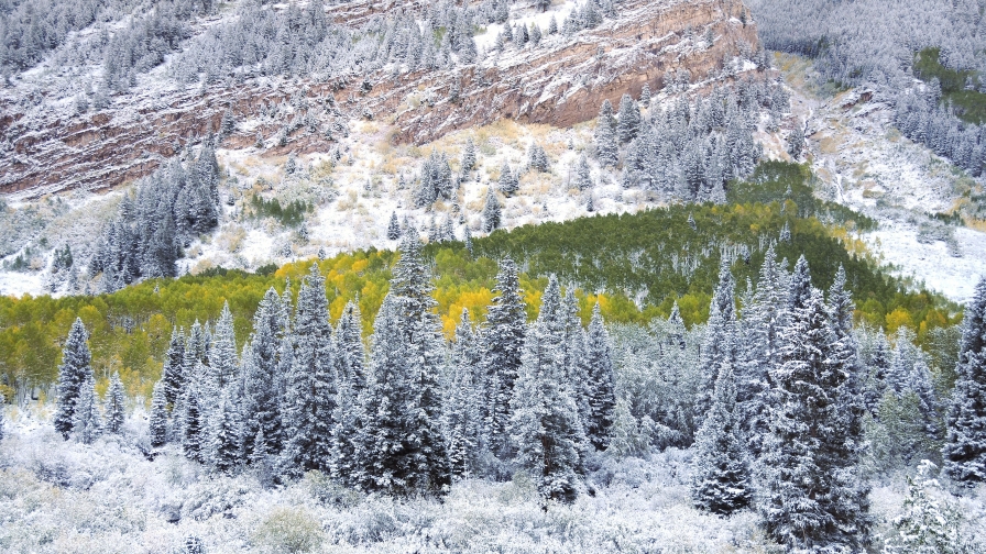 Beautiful Snowed Forest and Mountains