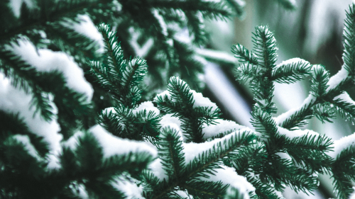 Beautiful Snowed Green Spruce Brunches