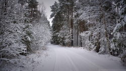 Beautiful Snowy Forest and Road