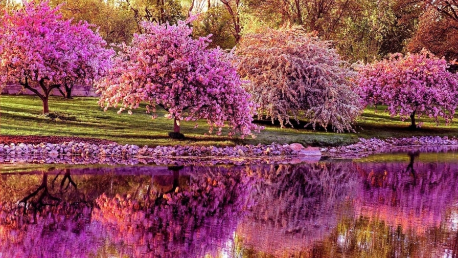 Beautiful Spring Garden and Purple Trees