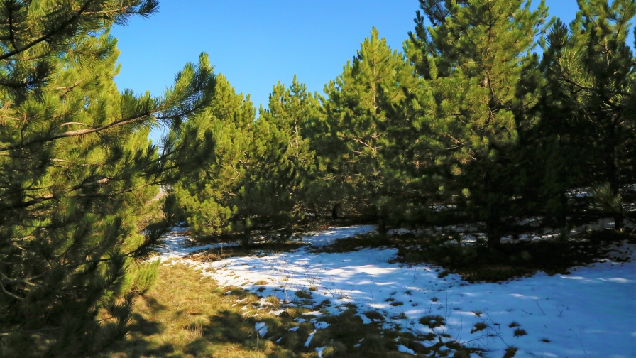 Beautiful Spring Pine Forest