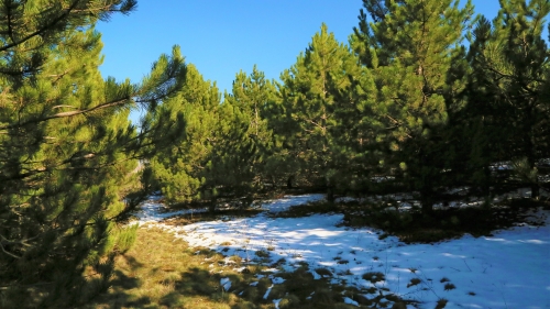 Beautiful Spring Pine Forest