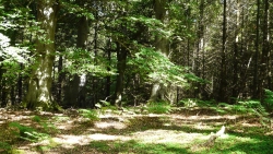 Beautiful Summer Green Forest and Sunlight