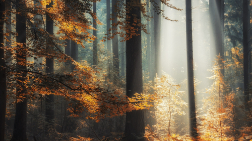 Beautiful sunlight in autumn forest