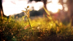 Beautiful Sunrise in Forest and Green Grass Macro