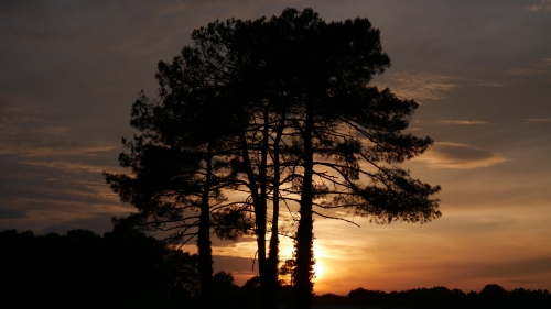 Beautiful Sunset and Silhouette of Trees