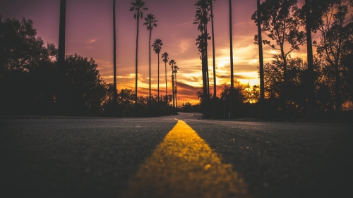 Beautiful sunset road and palm trees