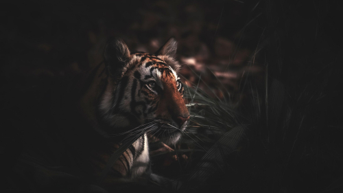 Beautiful Tiger in Dark Forest