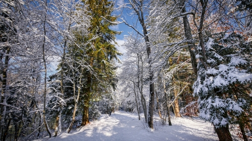 Beautiful Trees in Winter Forest