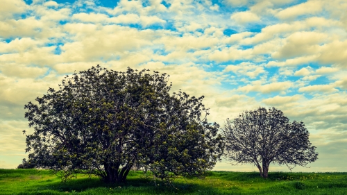 Beautiful two trees in green valley