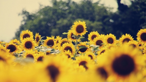Beautiful Vintage Sunflower