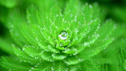 Beautiful Water Droplets on Green Leaves