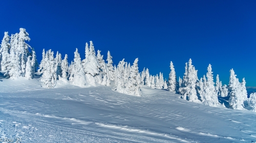 Beautiful White Snow Covered Fir Forest