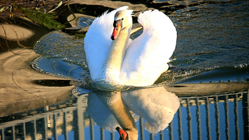 Beautiful White Swan is Floating on Water