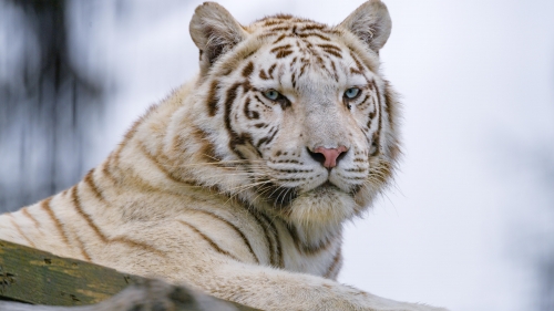 Beautiful White Tiger and Glance-predator-animal